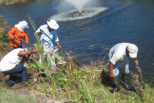 Mitigation, Planting, and Maintenance