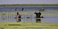 5000HPBulrush Planting Sep2011 89