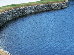 submerged aquatic vegetation