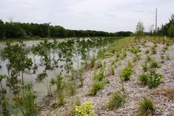 vegetation control
